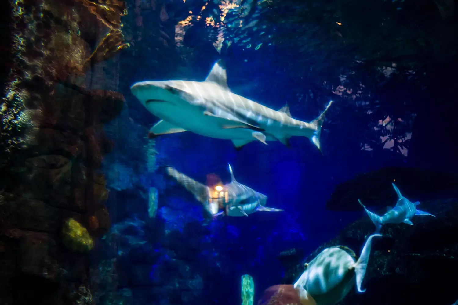 Аквариум Shark Reef в отеле Mandalay Bay