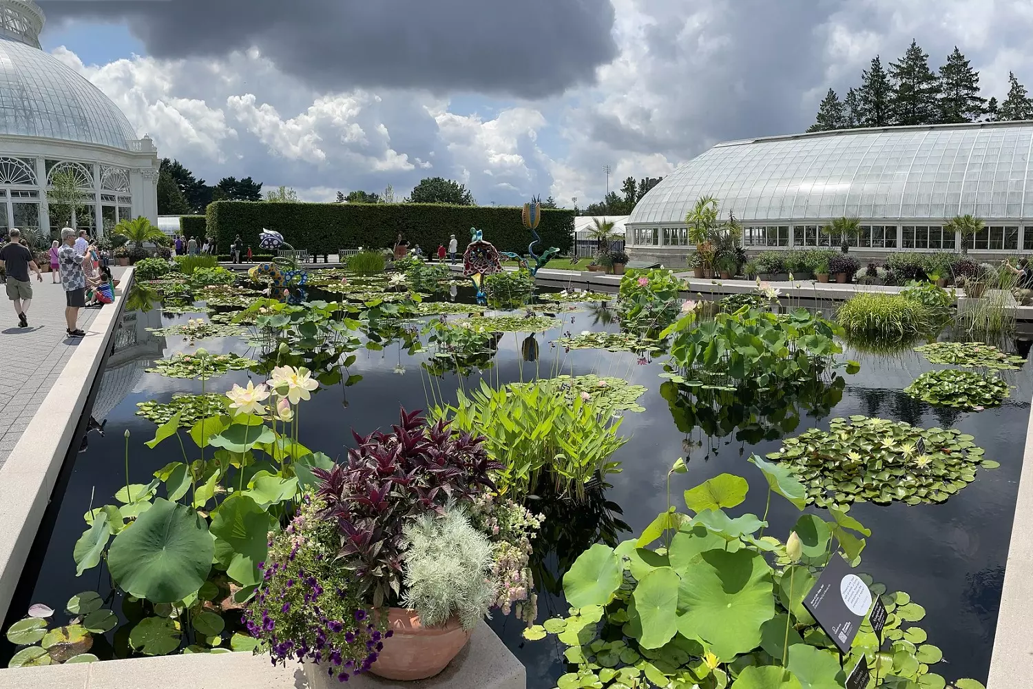 Water garden in the New York Botanical Garden greenhouse