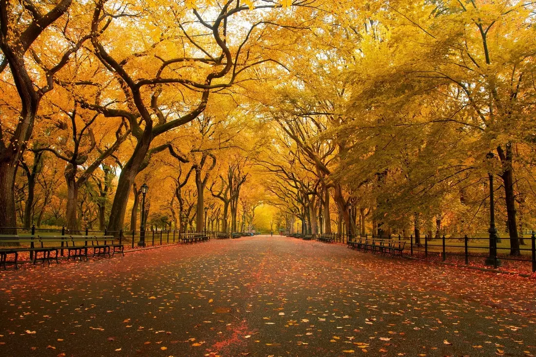 Photo of Central Park in New York in the fall