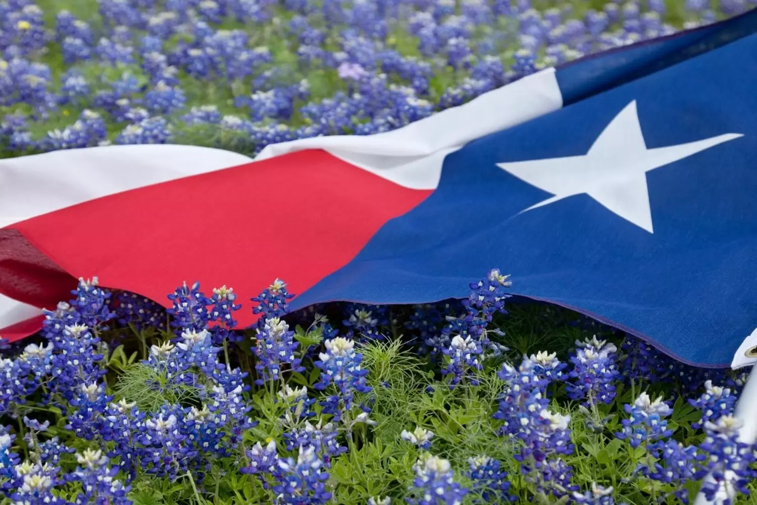 Lone Star in Bloom: Texas Flag Waving Over Bluebonnet Fields The iconic Texas state flag proudly displayed against a vibrant sea of bluebonnets, the state flower, with a clear blue sky completing this perfect Texan spring scene