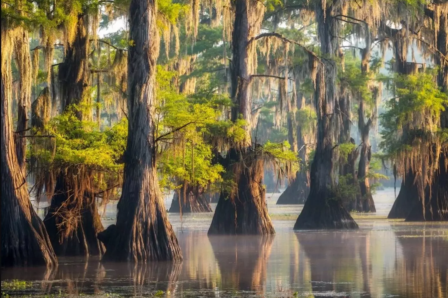 Enchanted Water Forest: The Mystical Bald Cypress Swamps of Texas A serene photo of Caddo Lake’s flooded forest in Texas, where ancient bald cypress trees draped in Spanish moss rise from mirror-like waters, creating a labyrinth of shadow and light