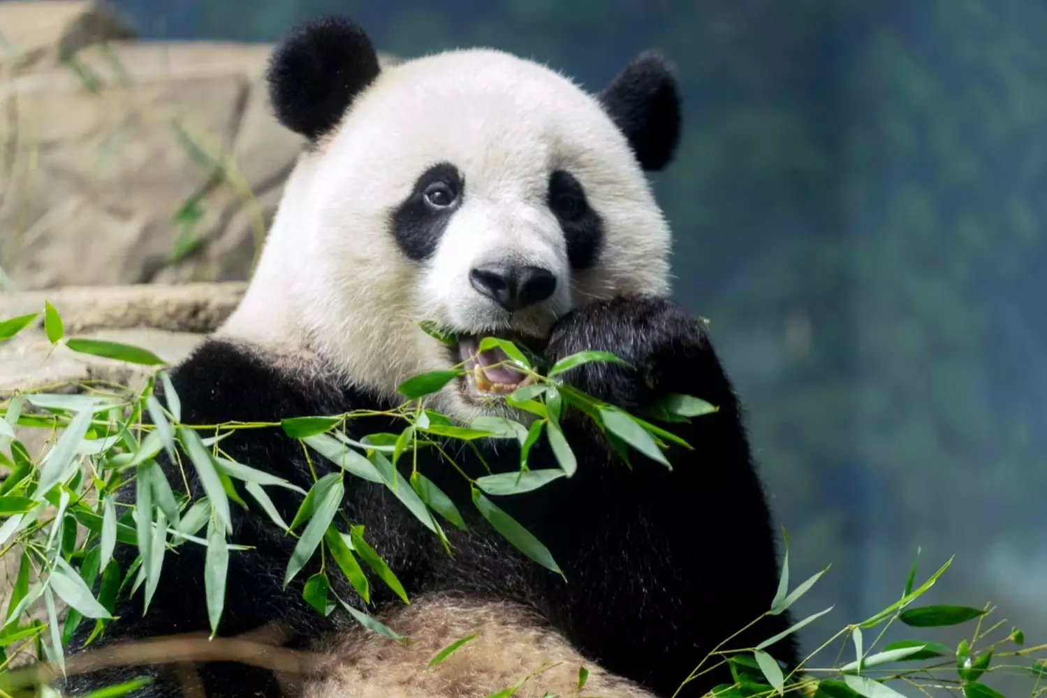 The giant panda at the Smithsonian National Zoo — a symbol of wildlife conservation Giant panda at the Smithsonian National Zoo in Washington, D.C.