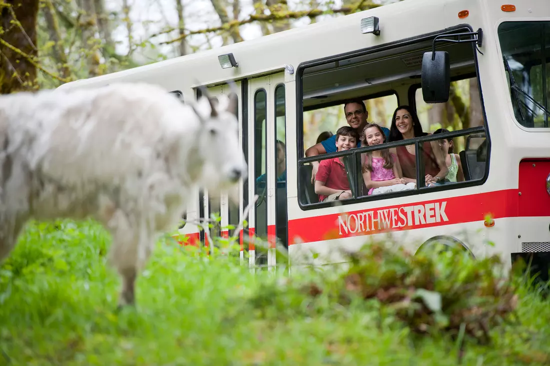 Northwest Trek Wildlife Park — Лучшие парки Сиэтла — American Butler