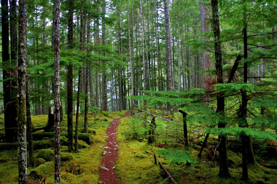 Olympic National Park — фото прогулочной тропы в лесу недалеко от Сиэтла — American Butler