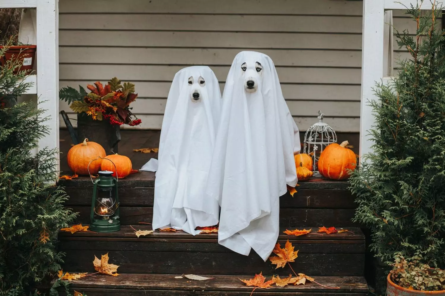 Boo-tiful Pups! Ghost Dogs Guard the Halloween Porch Two adorable dogs wearing ghost costumes sitting on a decorated Halloween porch with pumpkins and fall leaves, looking curiously at the camera with their white sheet costumes blowing slightly in the breez