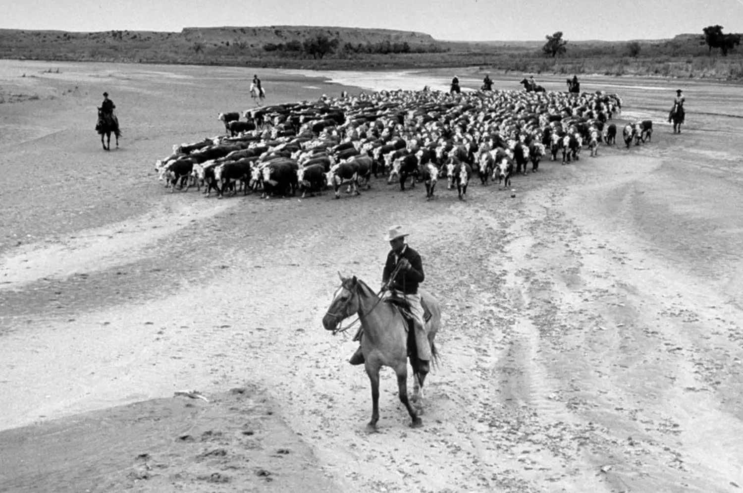 Historic Cattle Drive on the American Wild West A black and white photograph of a long cattle drive on the prairie. Cowboys on horseback herd a large group of cows along a dusty trail under a vast sky