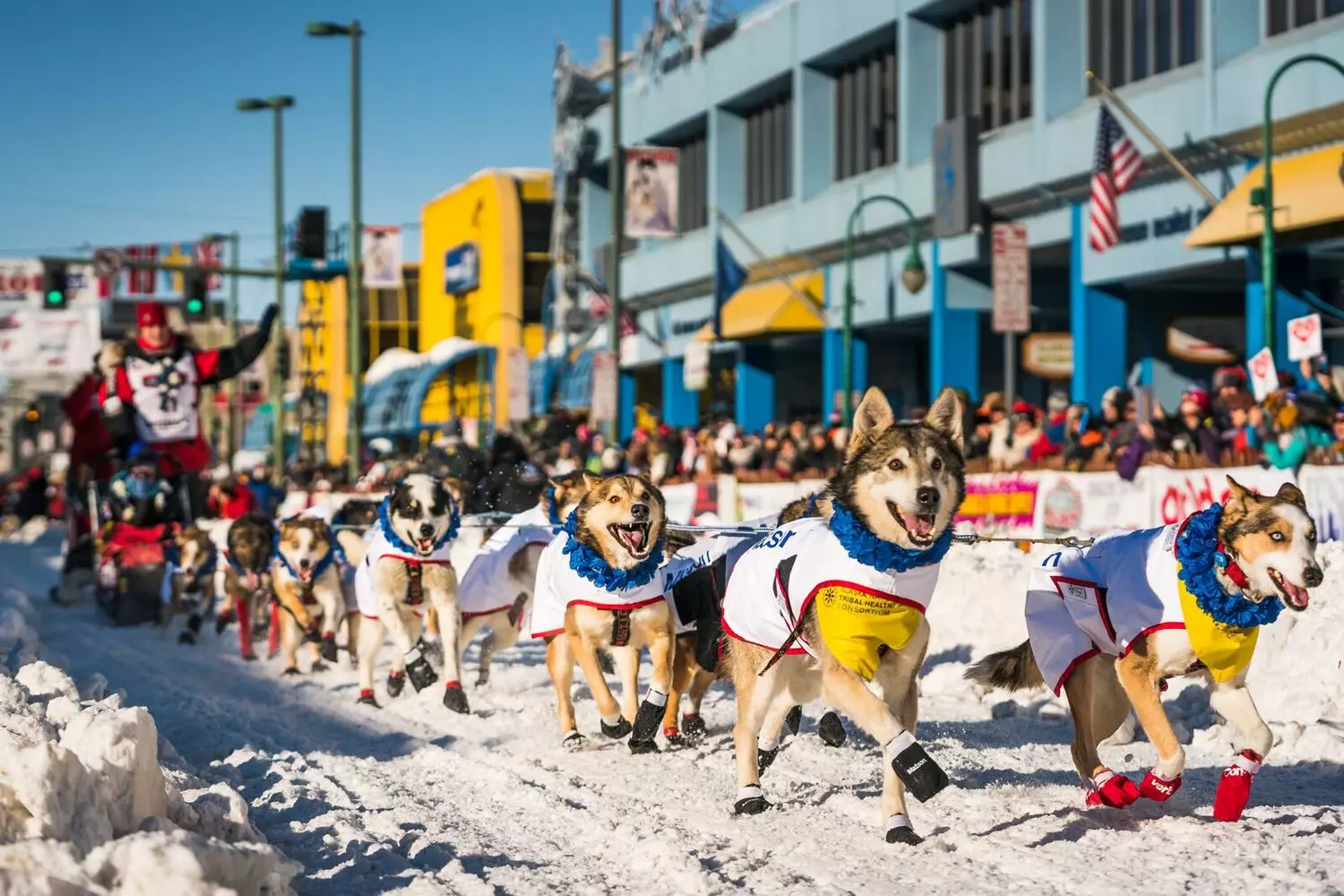 Thrills on the Trail: Dog Sled Racing in the Alaskan Wilderness A team of energetic huskies pulls a wooden sled through fresh Alaskan snow, with the musher standing on the runners and snow-covered spruce trees lining the trail