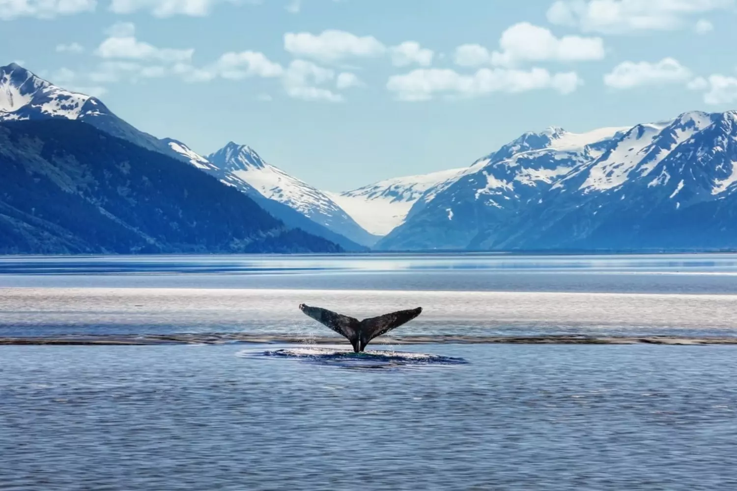 Giants of the North: Whales Dancing Off Alaska's Coast A majestic humpback whale breaches dramatically against the backdrop of snow-capped Alaskan mountains, its massive body suspended mid-air above the icy blue waters while spray cascades around it
