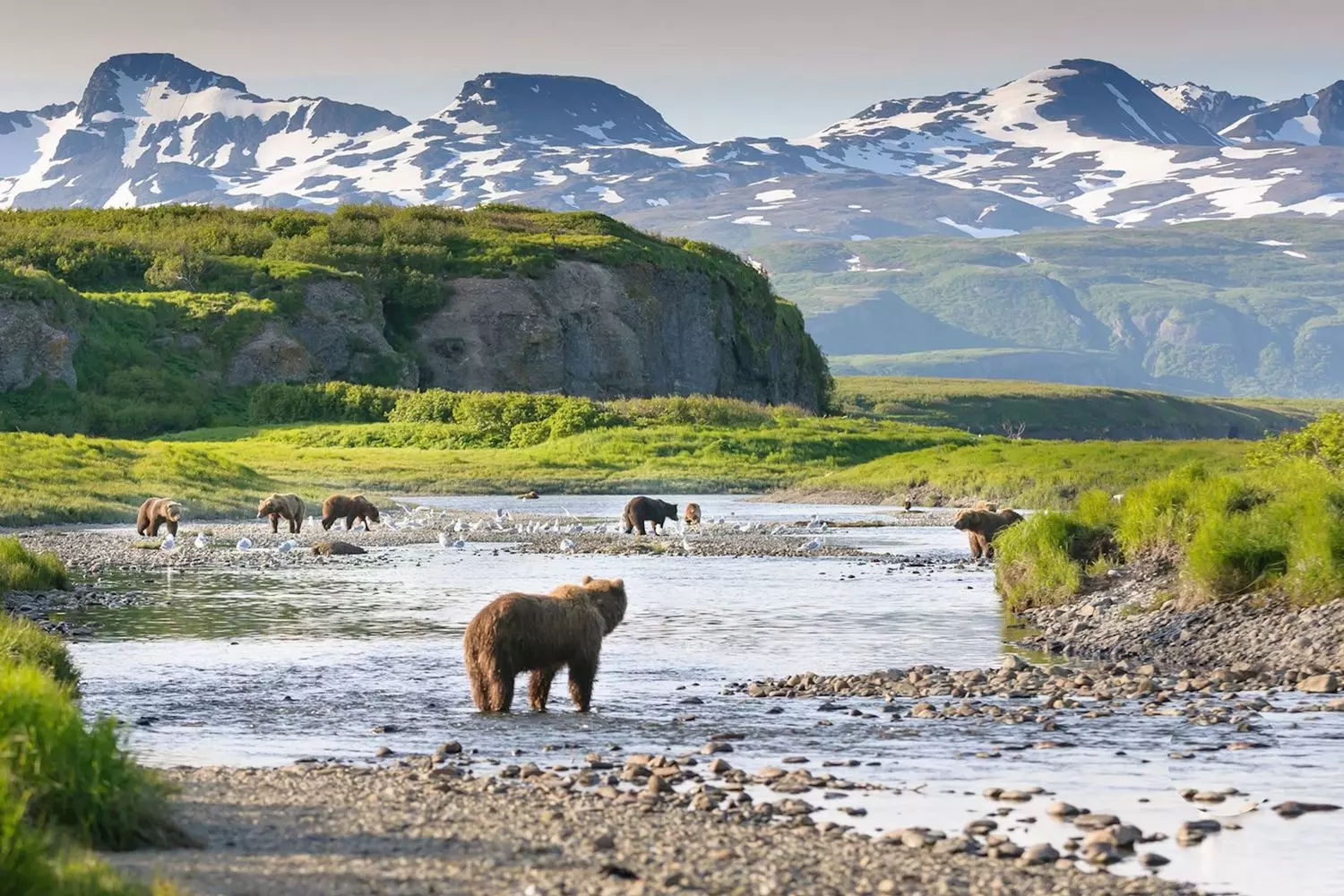 Wild Encounters: Bears of Alaska in Their Natural Habitat A majestic brown bear and cubs walking along a riverbank in Alaska, surrounded by lush greenery and snow-capped mountains under a clear blue sky