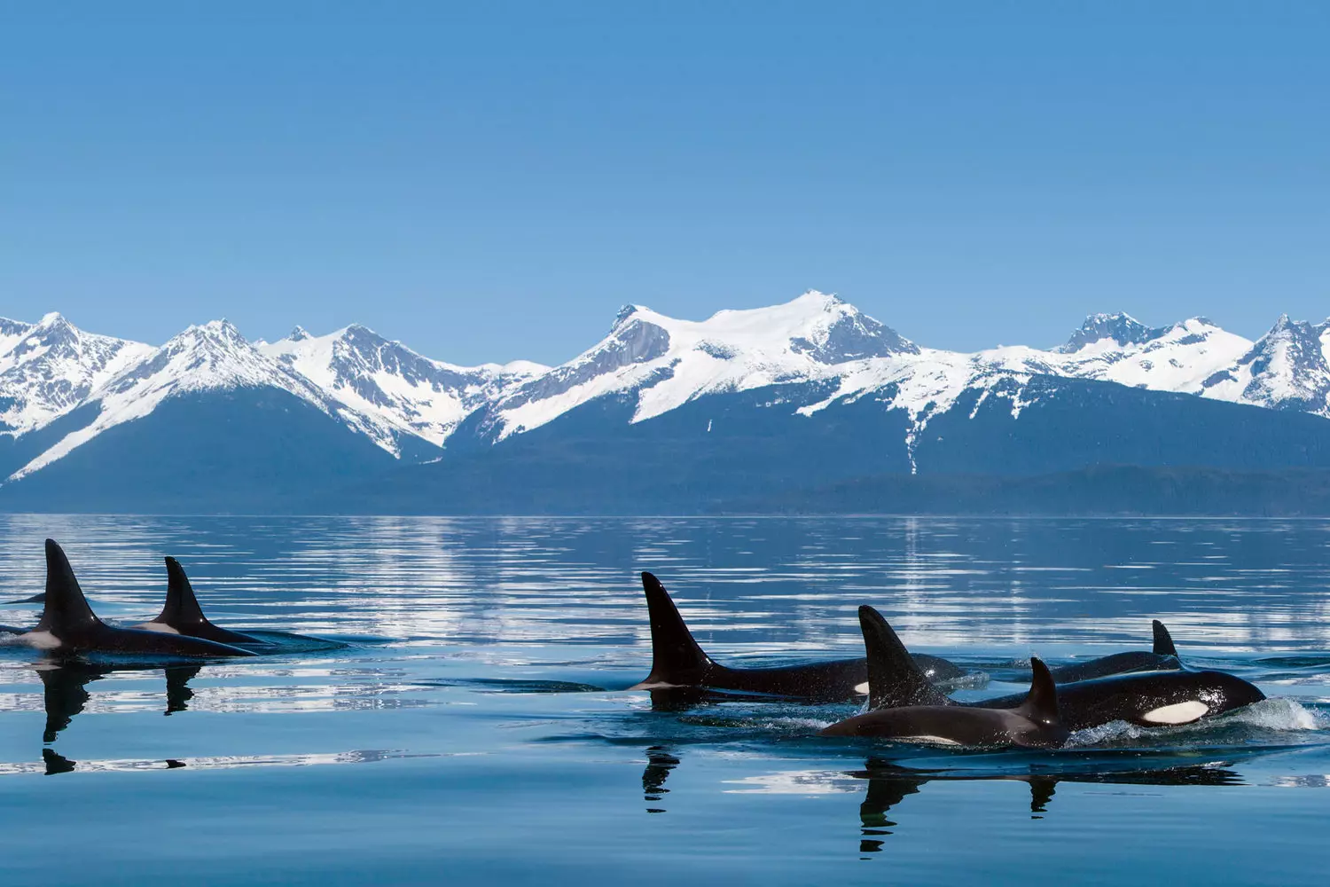 Giants of the North: Whales Dancing Off Alaska's Coast A majestic humpback whale breaches dramatically against the backdrop of snow-capped Alaskan mountains, its massive body suspended mid-air above the icy blue waters while spray cascades around it