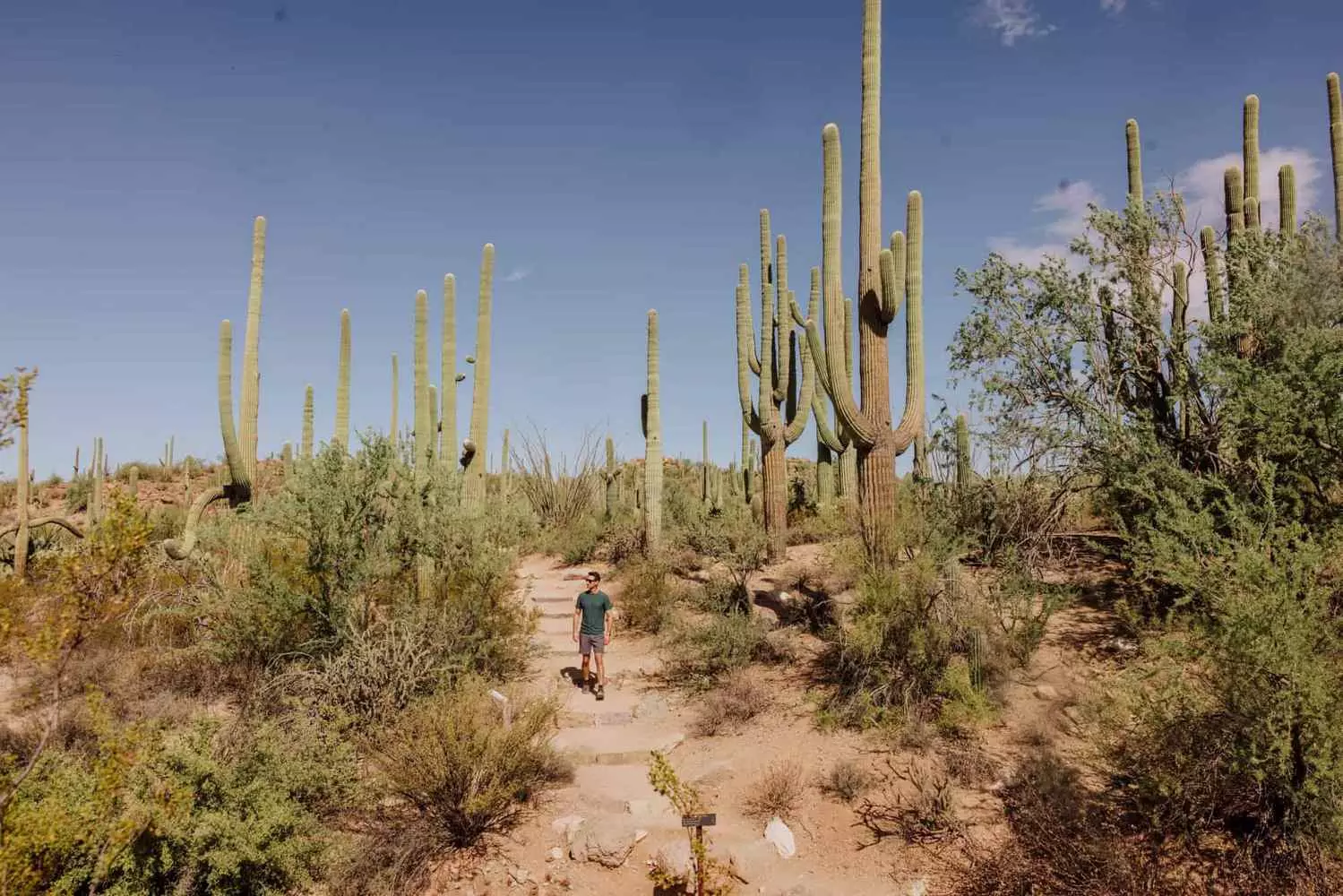 Man and Giant: Against the Backdrop of Arizona’s Towering Cacti A person stands among towering saguaro cacti in the Arizona desert, showcasing the impressive size of these iconic plants