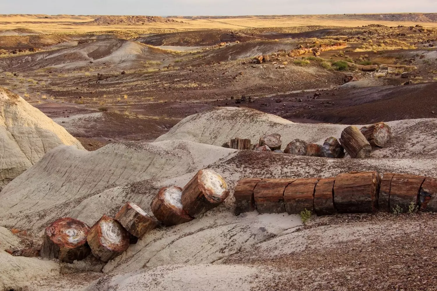 Petrified Forest, Arizona: Ancient Trees Turned to Stone Colorful petrified tree trunks scattered across the picturesque desert landscape of Petrified Forest National Park, Arizona