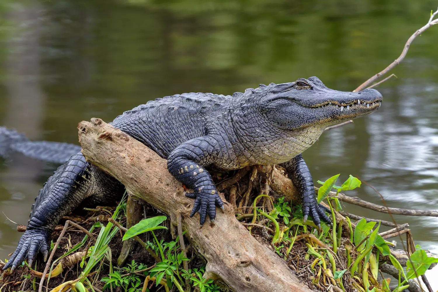 Symbols of Florida — photo of a Mississippi alligator