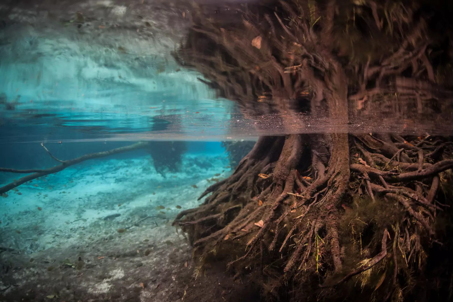 Florida — photo of mangroves in the Everglades Nature Reserve