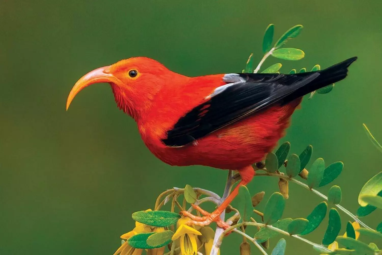 The Crimson 'I'iwi: A Symbol of Hawaii's Fragile Ecosystem Close-up photo of a beautiful scarlet Hawaiian honeycreeper ('i'iwi) perched on a native plant, highlighting its vivid plumage against green foliage