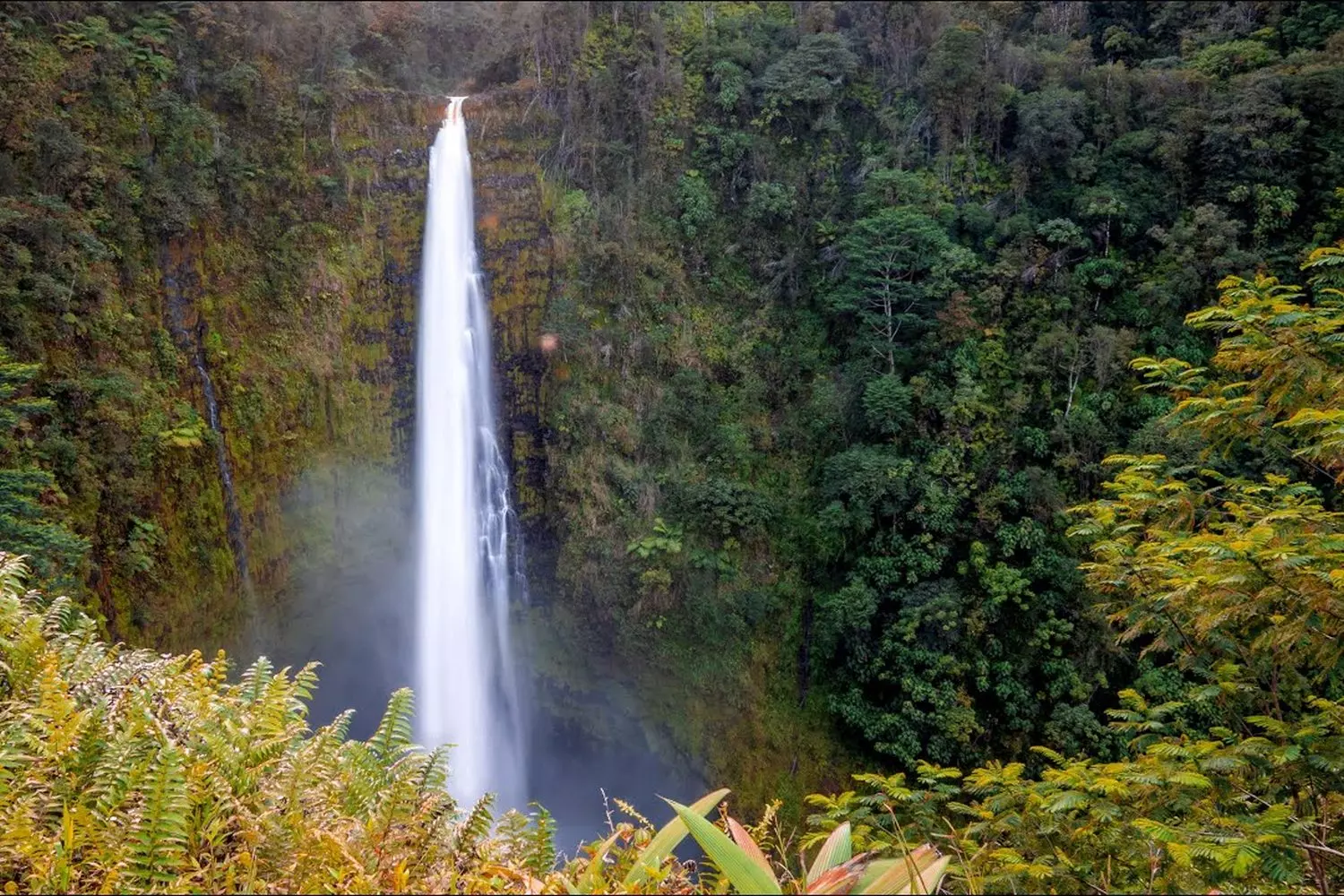 Akaka Falls on the Big Island of Hawaii: 442-Foot Tall Cascade A powerful view of the majestic Akaka Falls plunging 442 feet into a lush tropical gorge on the Big Island of Hawaii, surrounded by dense green vegetation and accessible via a paved loop trail