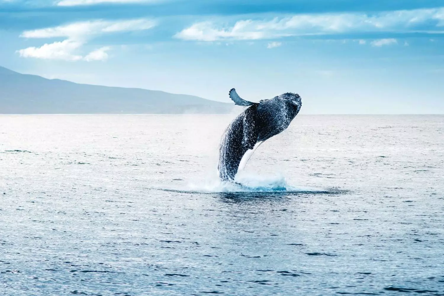 Humpback Whale Breaching Off Coast of Maui, Hawaii A massive humpback whale in mid-breach, jumping completely out of the blue Pacific Ocean with water cascading off its body, with the green volcanic coastline of Maui, Hawaii in the background