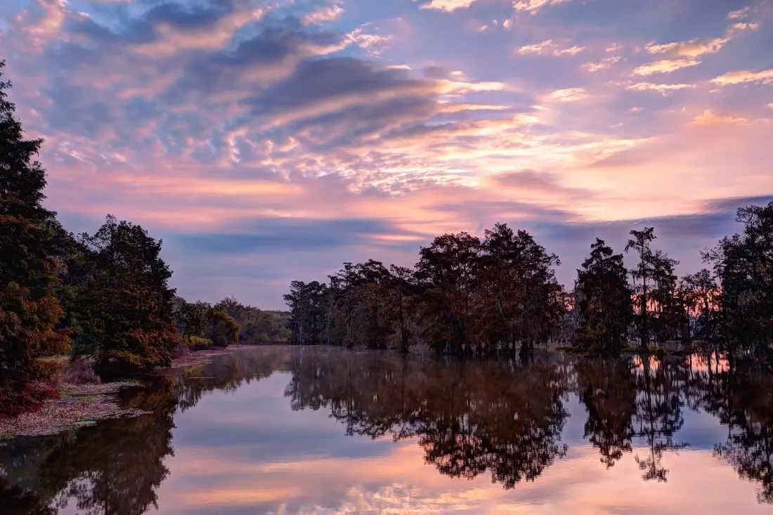 Photos of Louisiana Swamps — American Butler