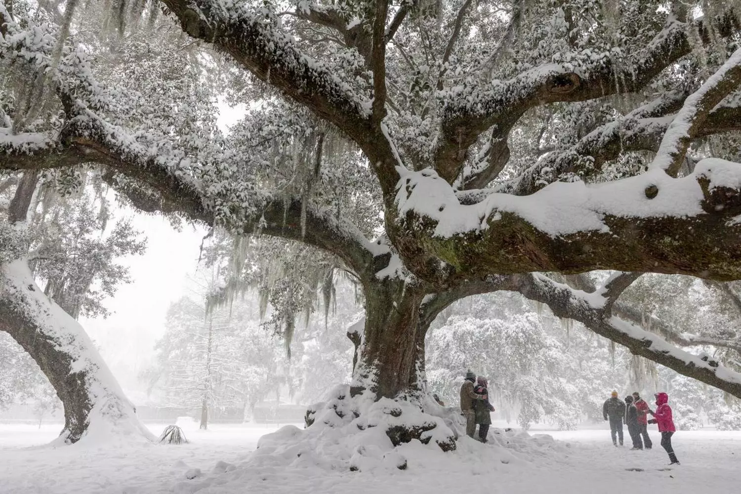 Rare snowfall in Audubon Park — century-old oaks covered in snow against the backdrop of a snow-covered lagoon in New Orleans