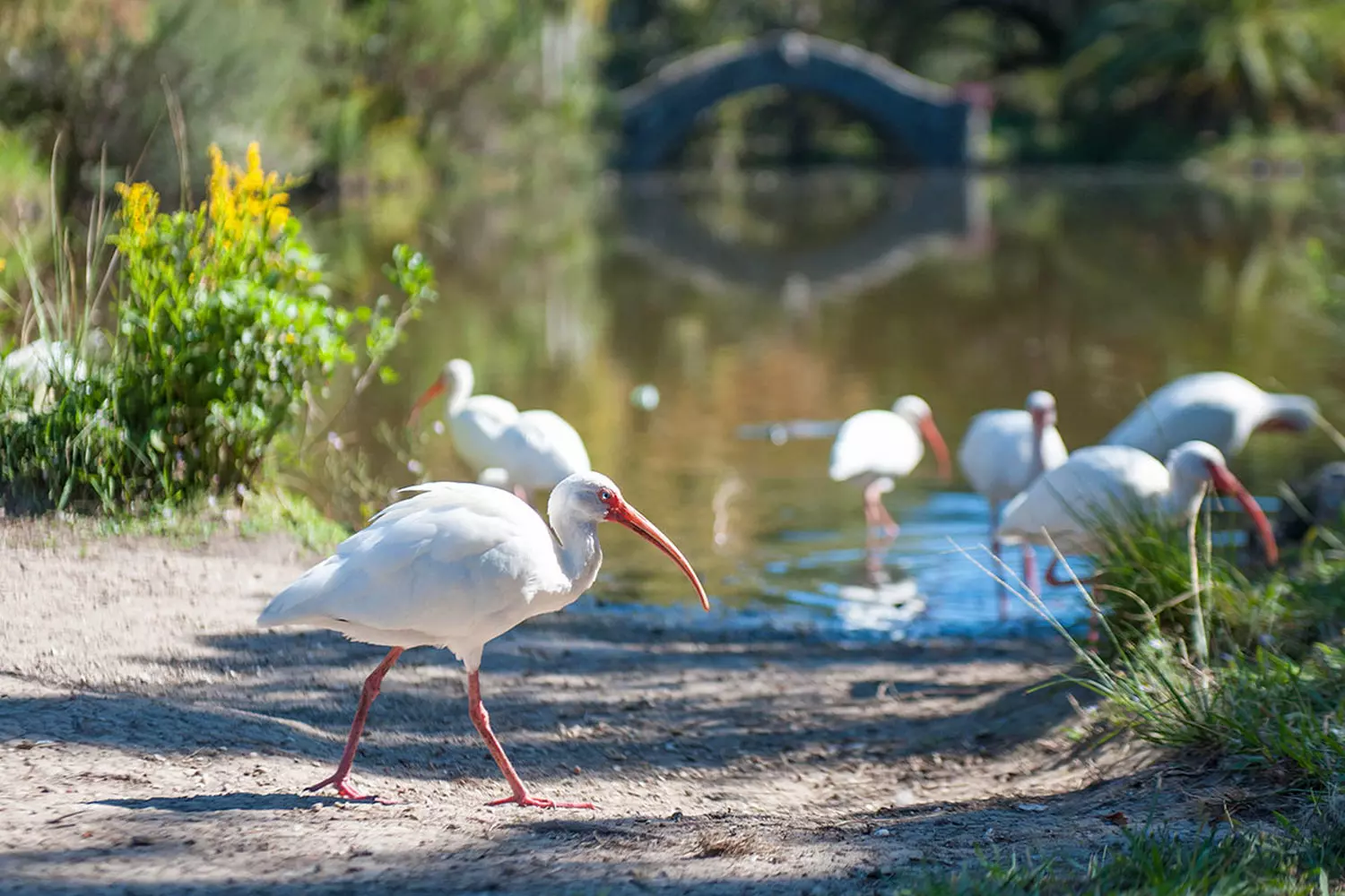 Serene landscape: birds by the calm water of the lagoon in Audubon Park under the shade of century-old oaks