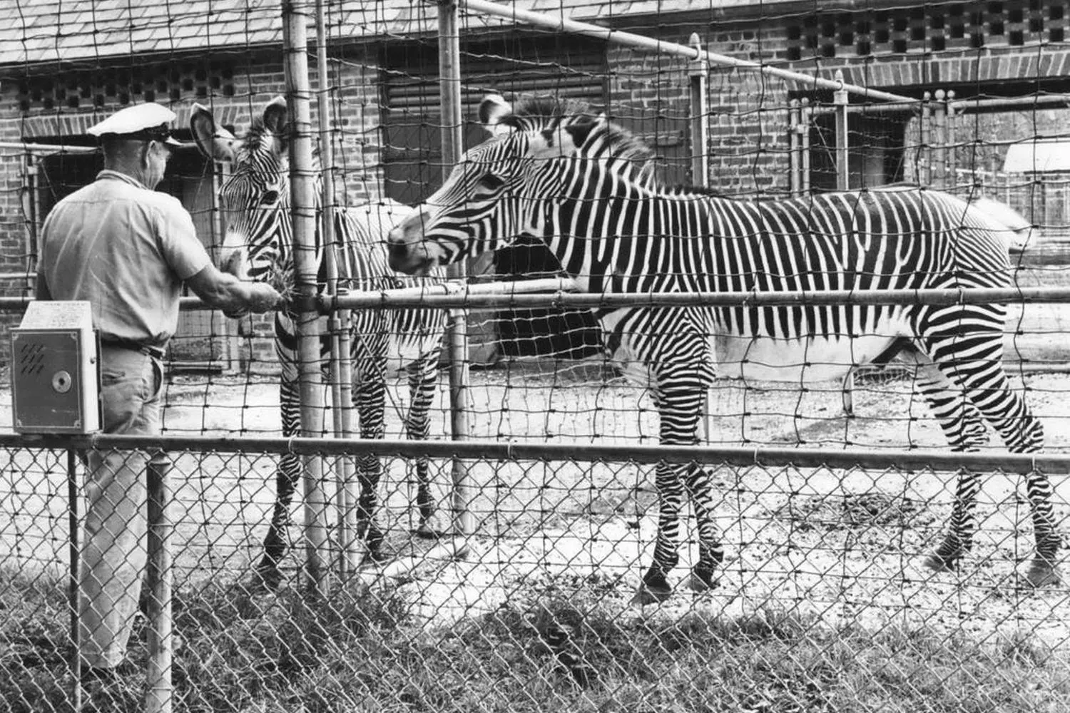Историческое фото Audubon Zoo в Новом Орлеане: смотритель зоопарка держит на поводу зебру