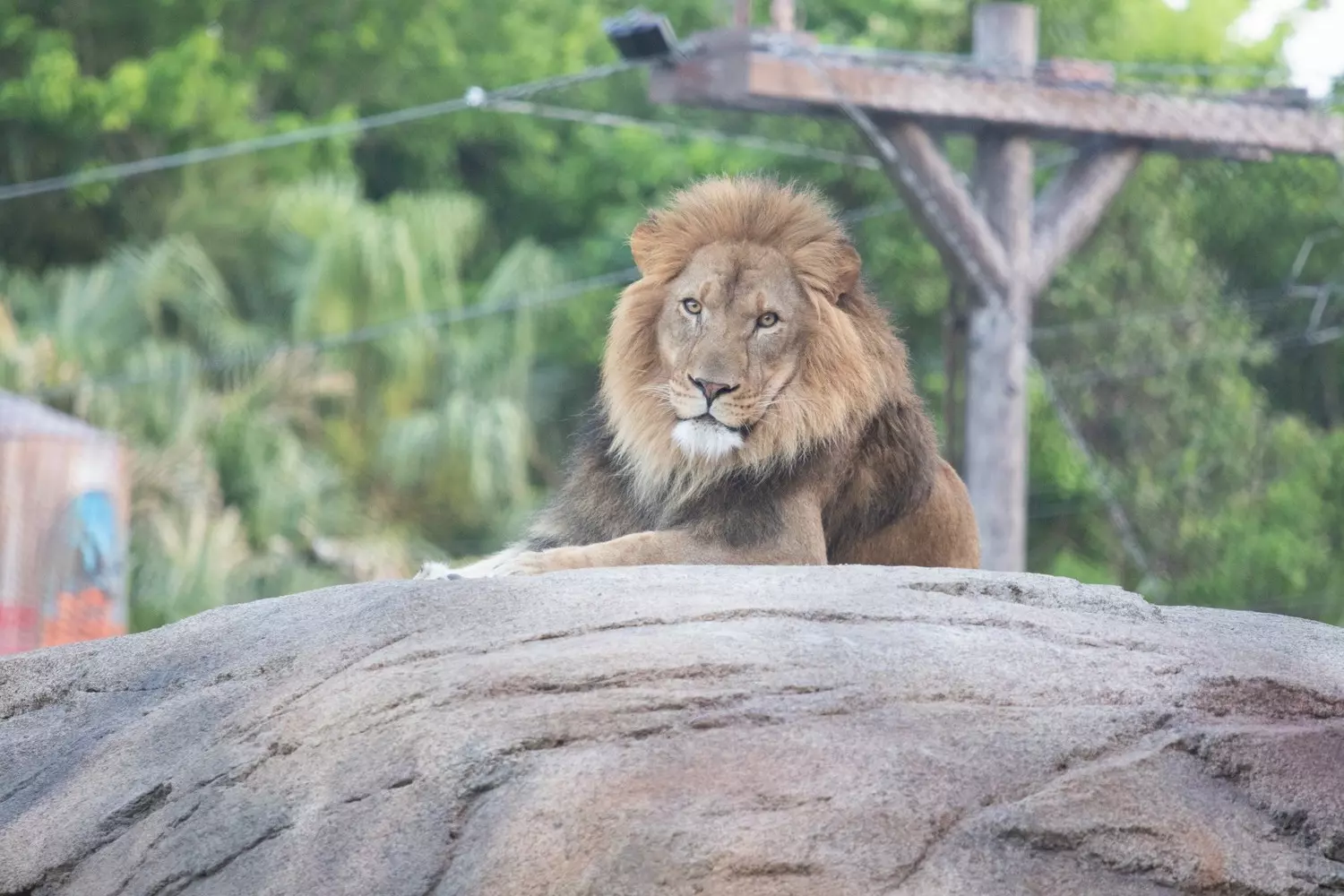 Африканский лев в зоопарке Audubon Zoo в Новом Орлеане