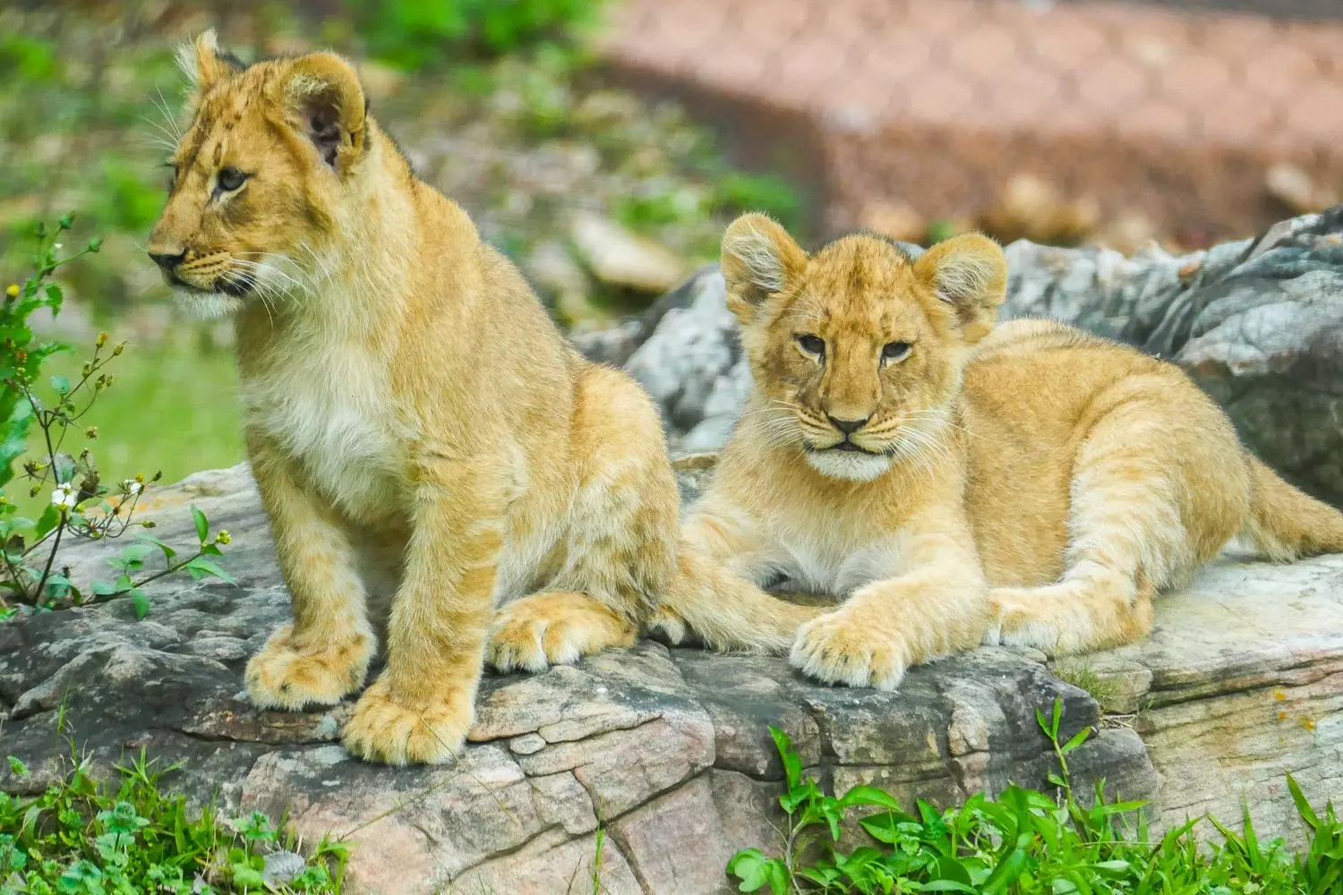 Два африканских львёнка в зоопарке Audubon Zoo в Новом Орлеане