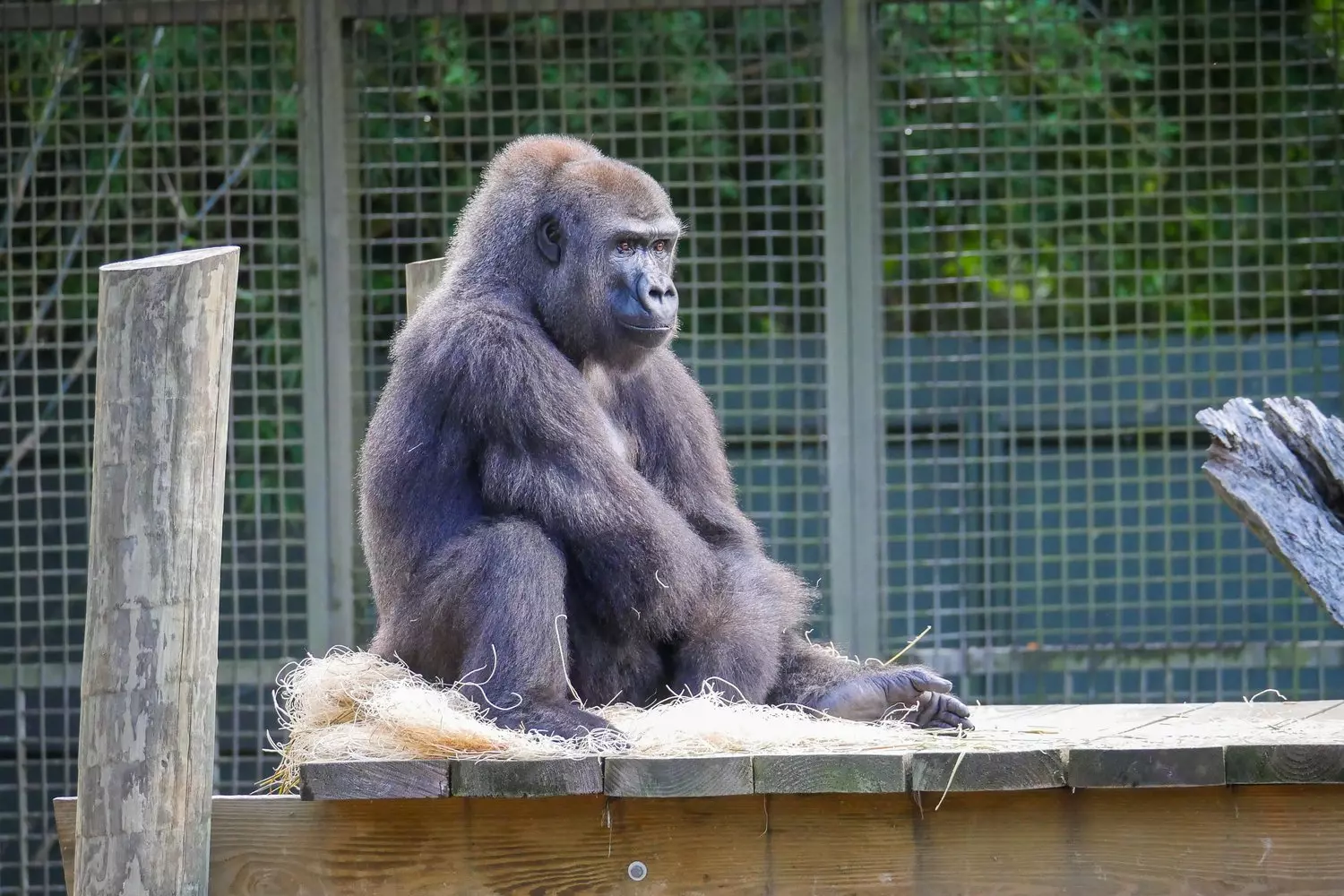 Западная равнинная горилла в зоопарке Audubon Zoo в Новом Орлеане, серебристоспинный самец по кличке Окпара находится в экспозиции «Мир приматов» (World of Primates)