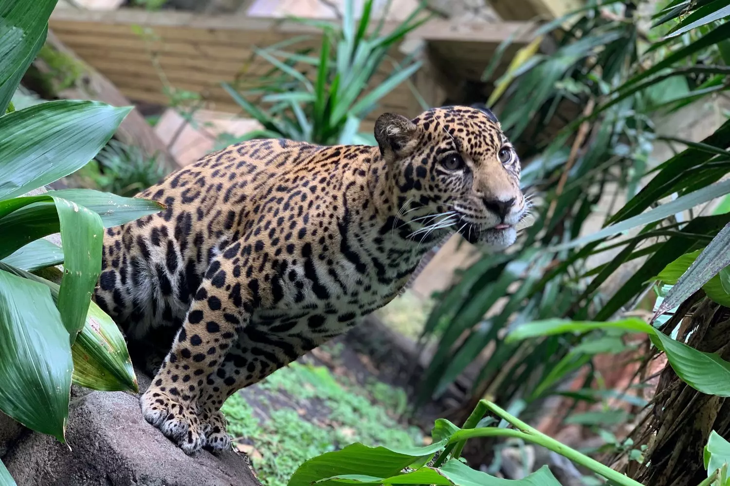 Ягуар в зоопарке Audubon Zoo в Новом Орлеане, хищник находится в экспозиции «Джунгли ягуаров» (Jaguar Jungle), оформленной в виде руин храмов майя