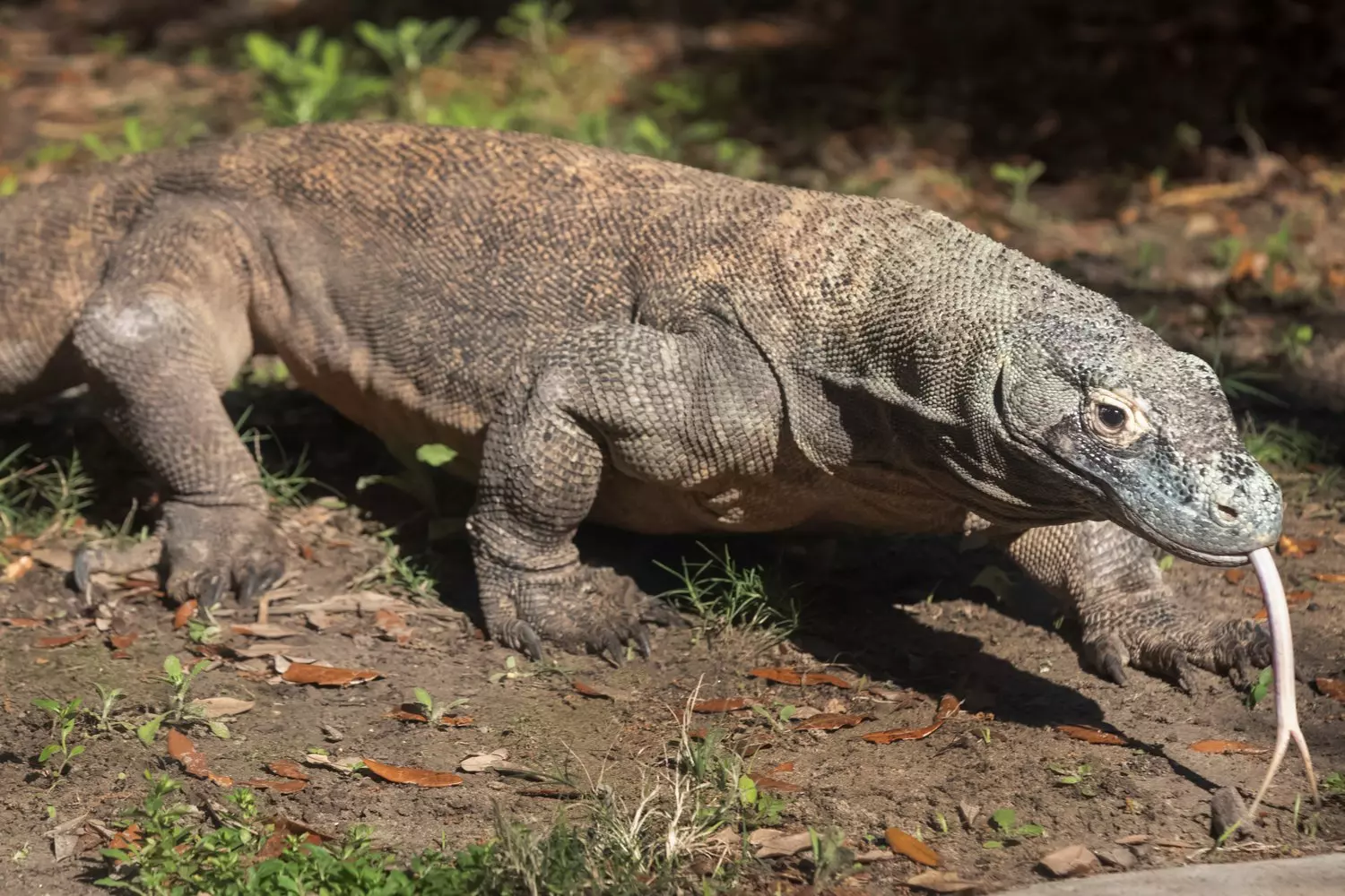 Крупный варан в экспозиции «Reptile Encounter» зоопарка Audubon Zoo в Новом Орлеане