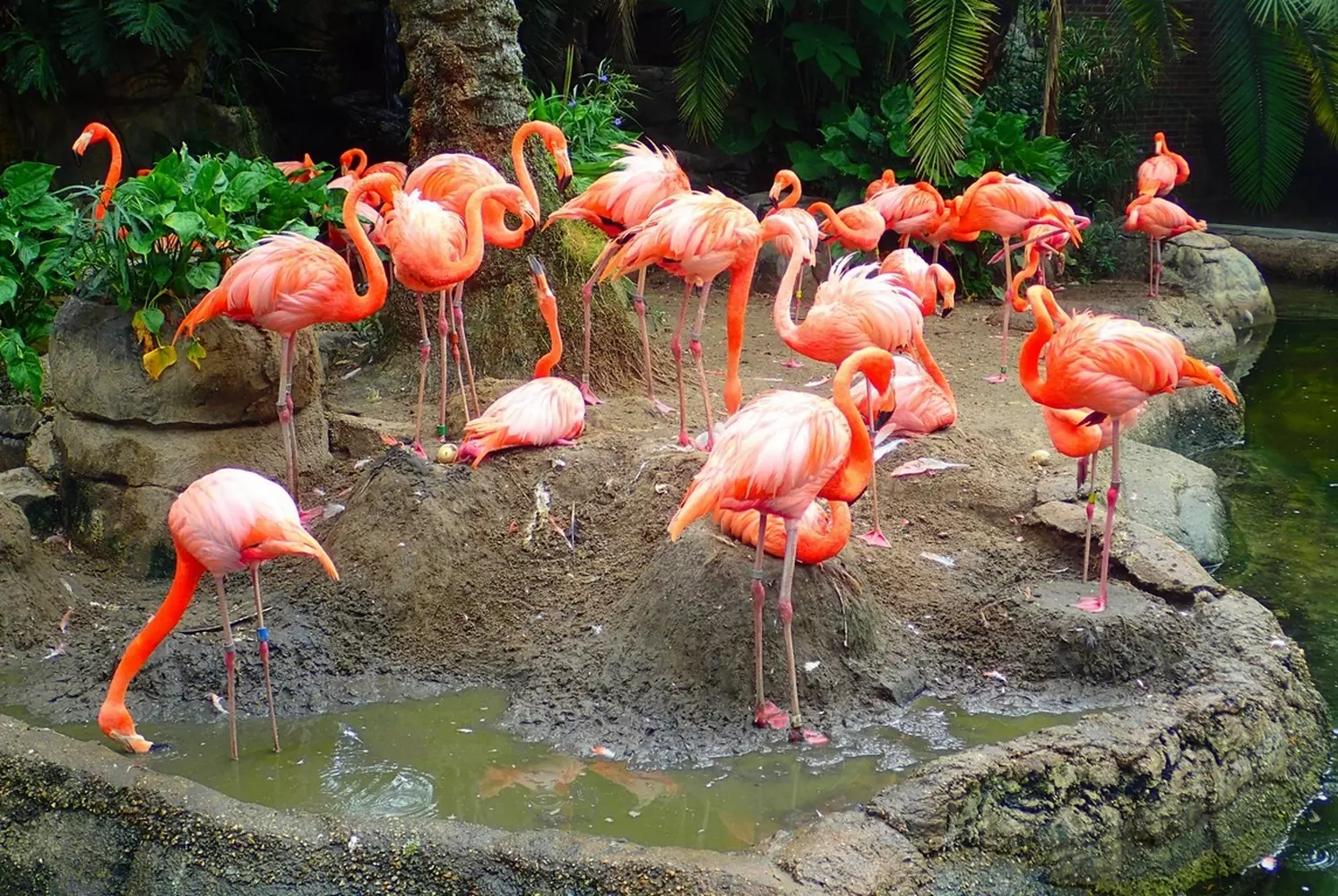 Стая карибских фламинго в зоопарке Audubon Zoo в Новом Орлеане
