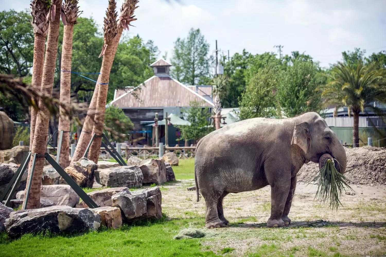Азиатский слон в зоопарке Audubon Zoo в Новом Орлеане ест сено хоботом