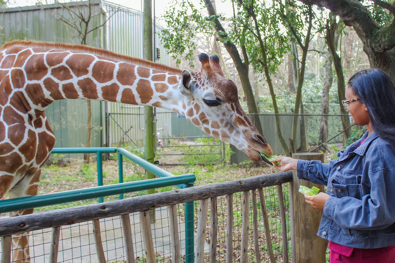 Девушка кормит жирафа с руки в зоопарке Audubon Zoo в Новом Орлеане