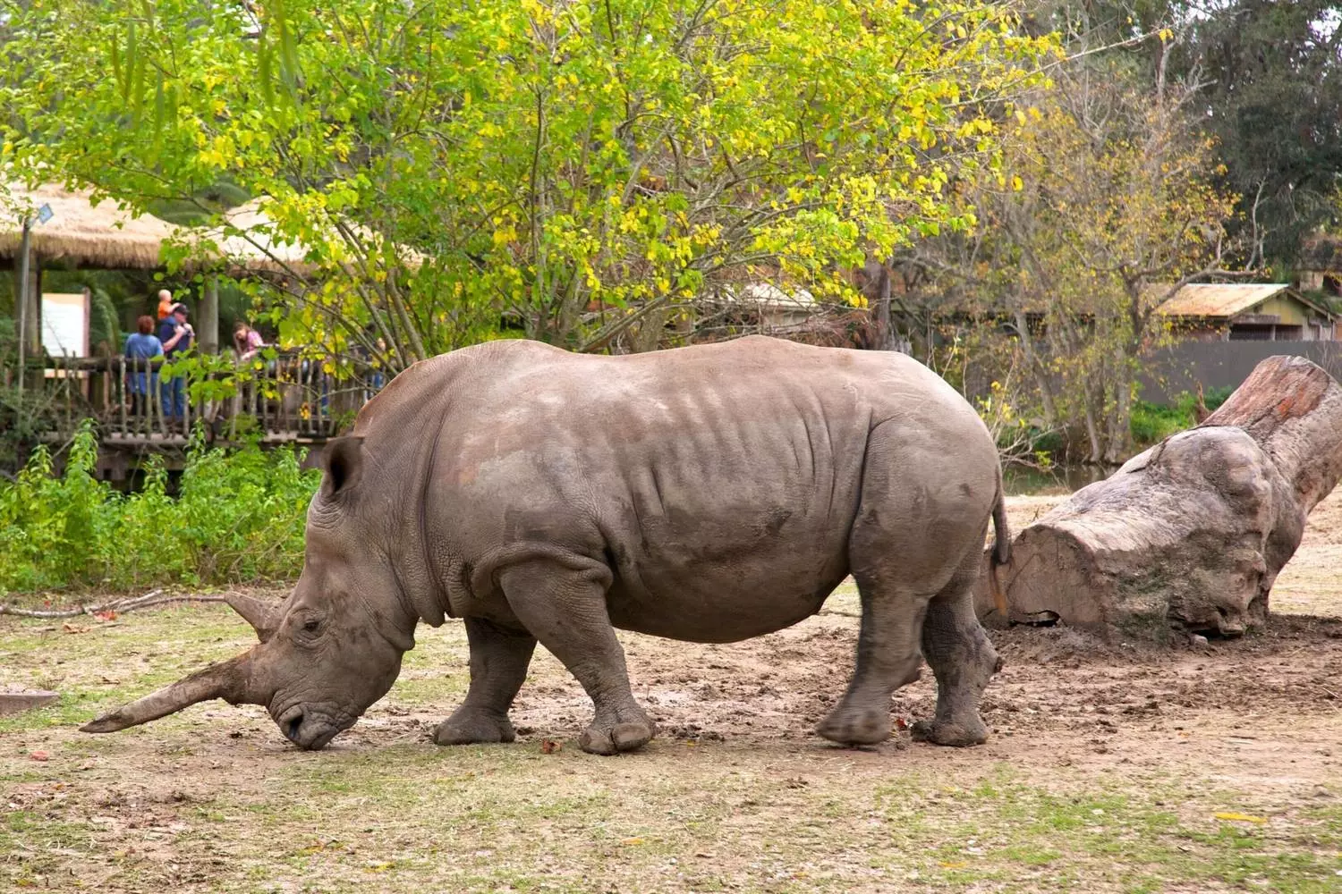 Южный белый носорог в экспозиции «Африканская саванна» зоопарка Audubon Zoo в Новом Орлеане