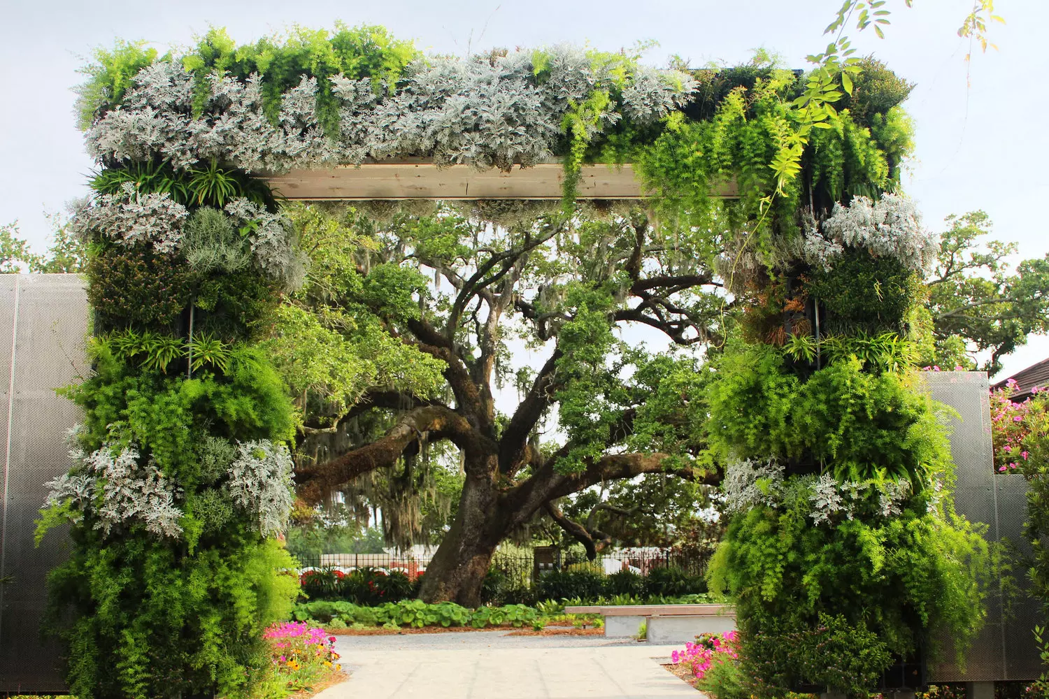 Blooming wisteria wrapping around a wooden arbor at New Orleans Botanical Garden