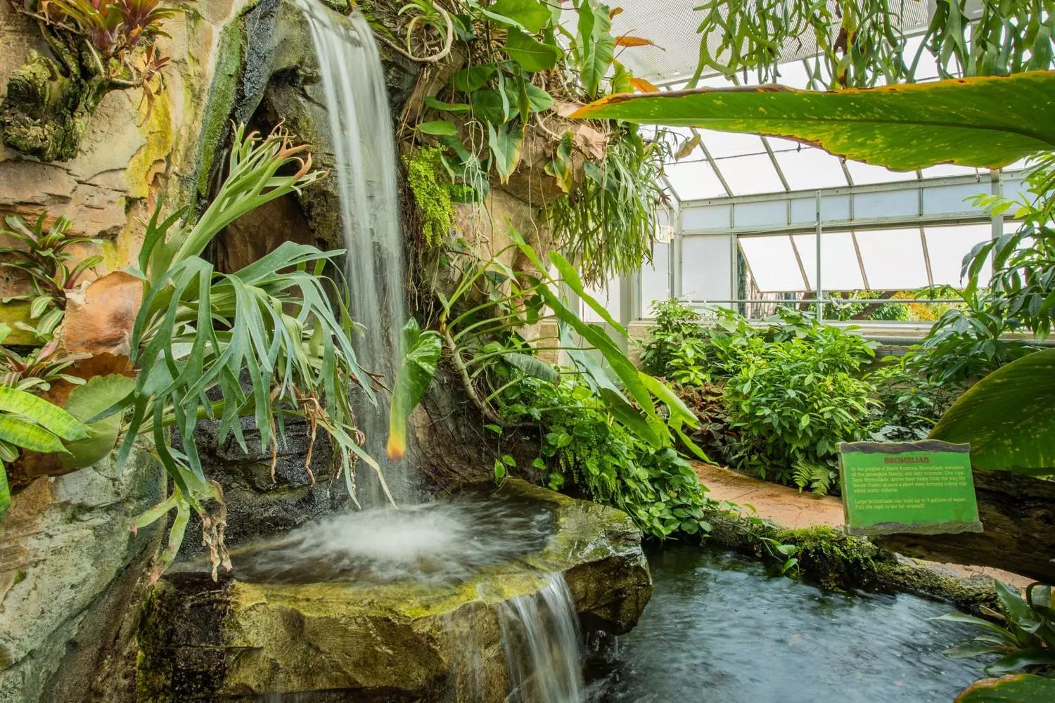 Large tropical leaves and exotic plants at the Conservatory of the Two Sisters, New Orleans Botanical Garden