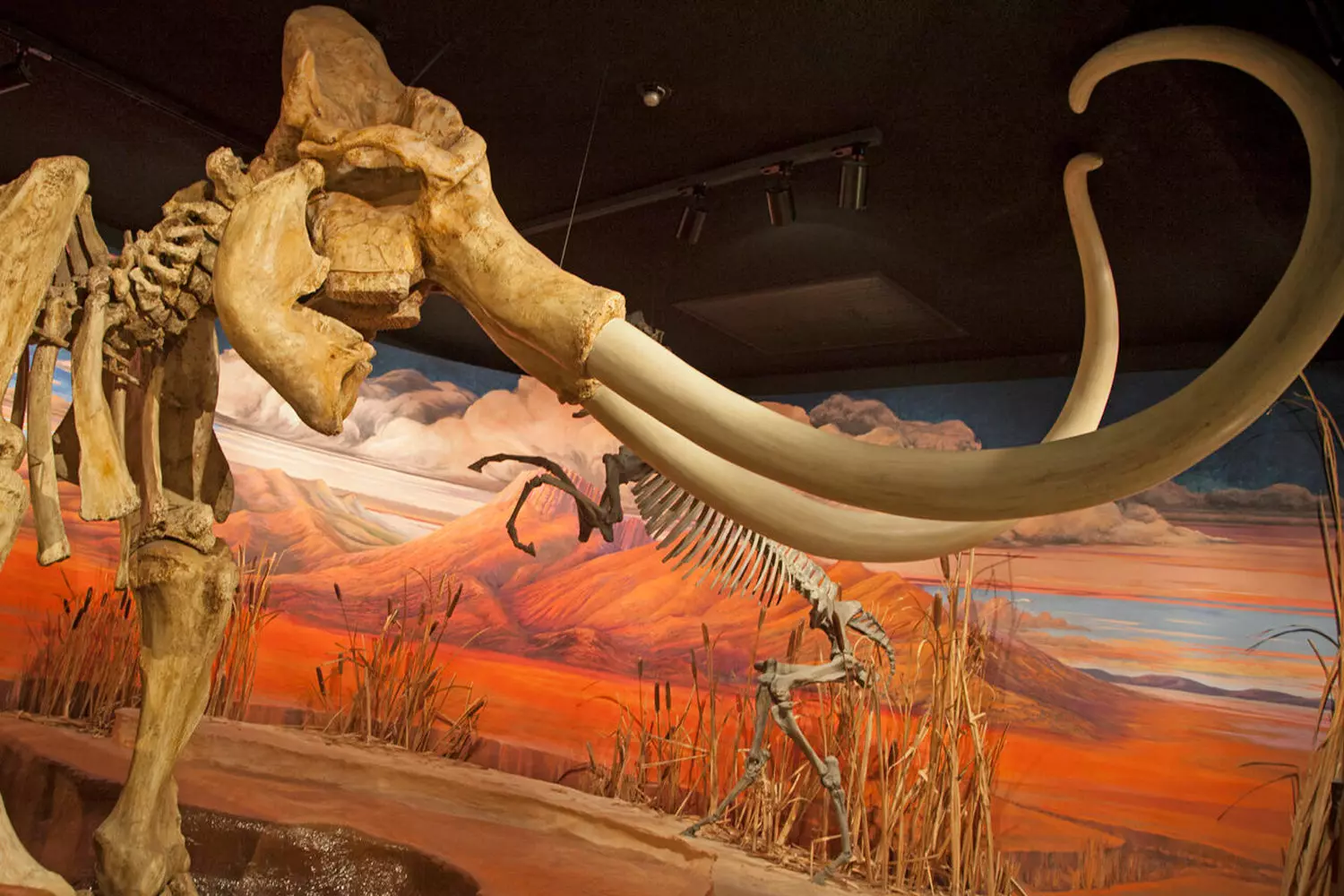 Fossilized mammoth skeleton exhibited in the Nevada museum Mammoth skeleton on display at the Nevada State Museum