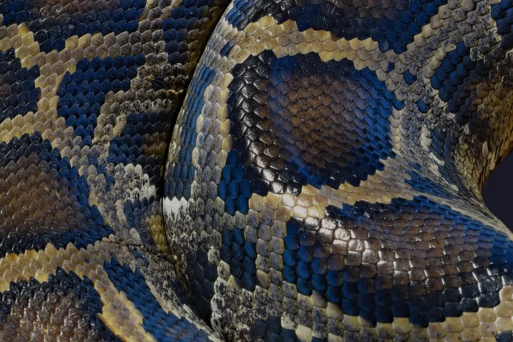 The Killer Python Terrorizing Florida - American Butler