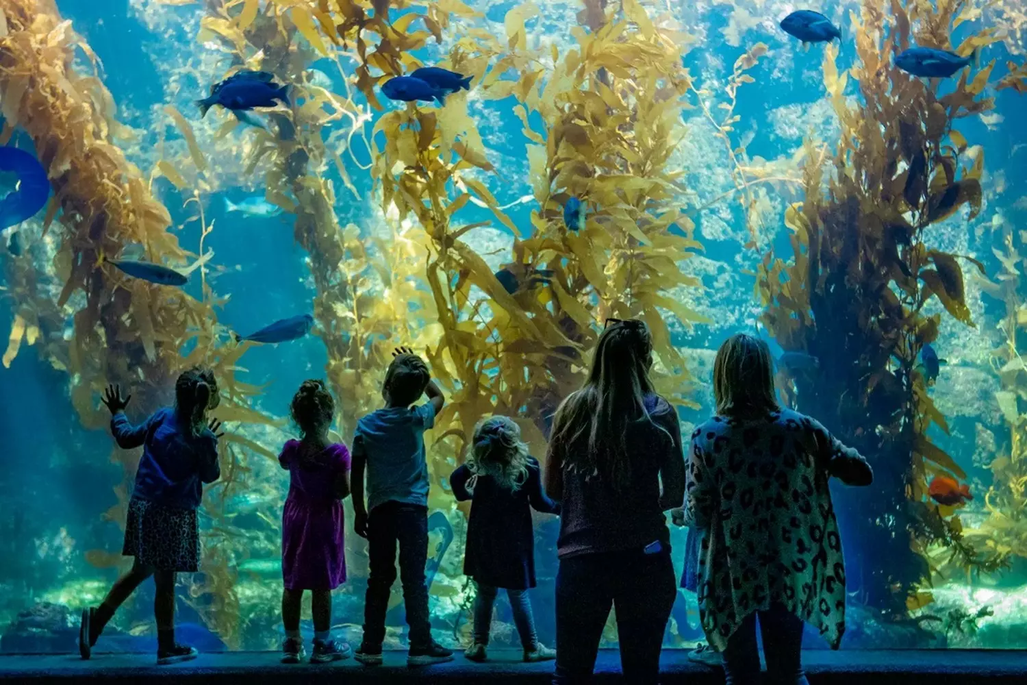 slider - American Butler