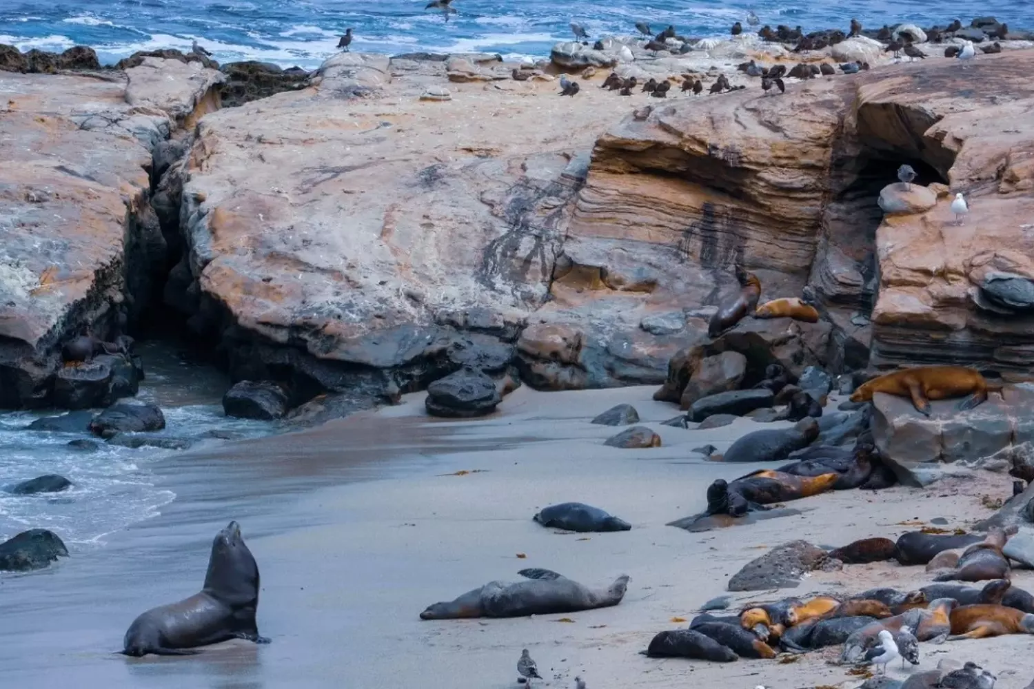 slider - American Butler