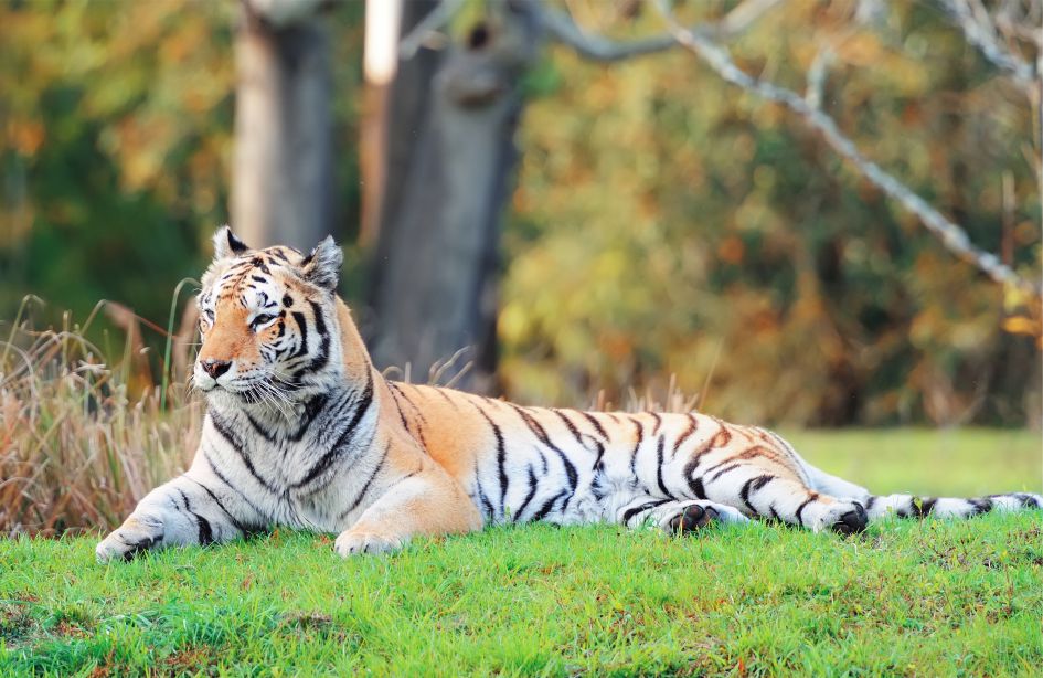 Фото тигра в Animal Kingdom в Орландо