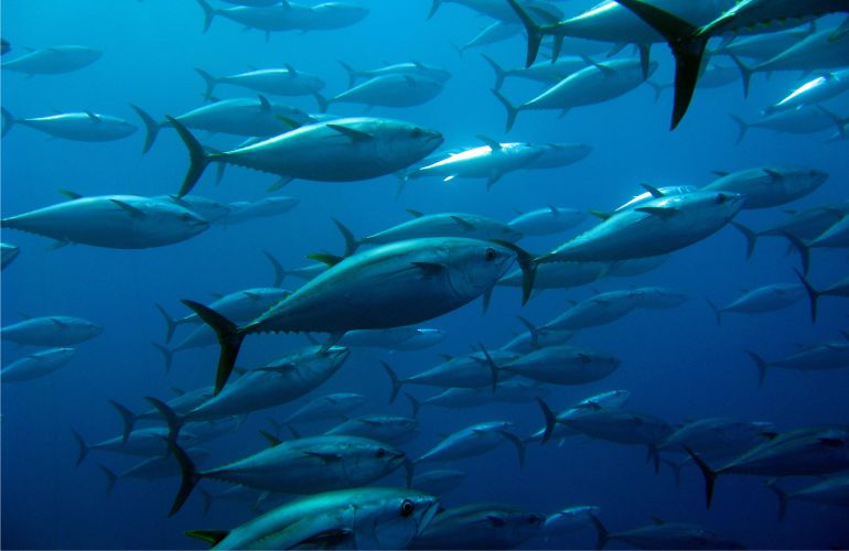 Florida Fish - Photo of a Large Group of Giant Tuna - American Butler