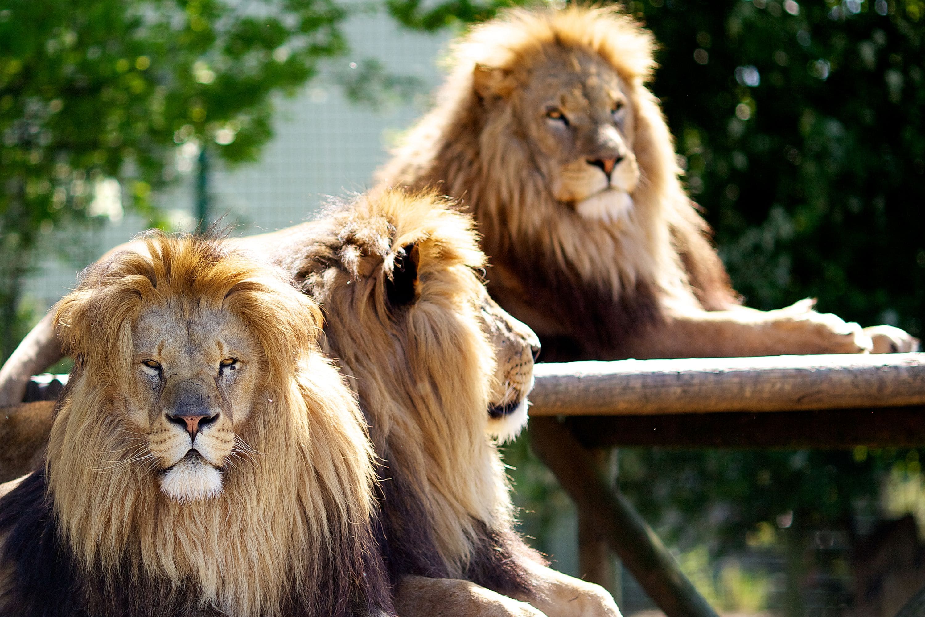 zoo lion country safari
