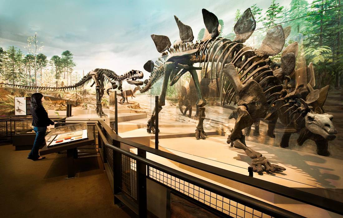 Скелет динозавра в музее Берка — American Butler
