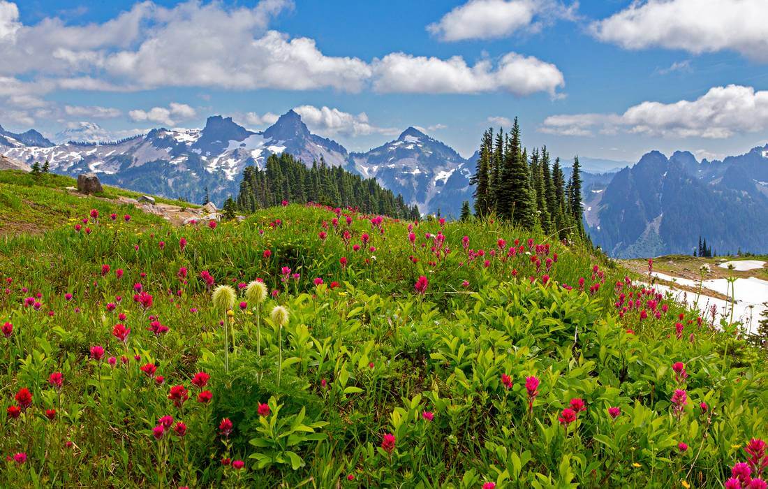 Photo of a clearing with wild plants in Rainier Park — American Butler Tours