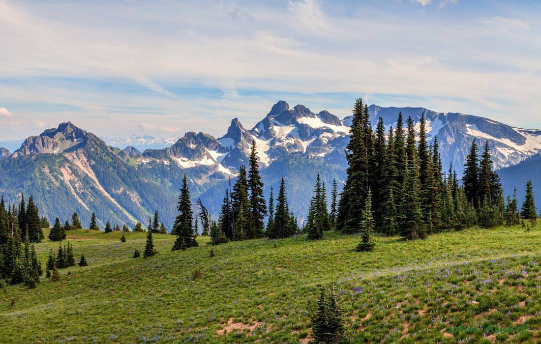 View of the fir hill in front of Mount Rainier — Tours in Washington State