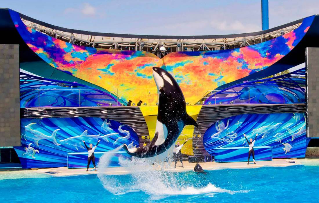 Photo of a killer whale jumping out of the pool at the show — American Butler