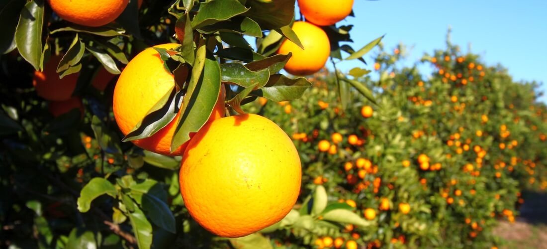 Florida Oranges — state top attractions photos — American Butler