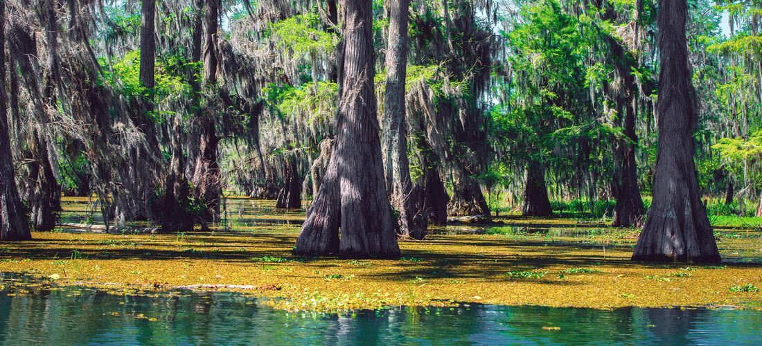 Атчафалайа-Басин — фото болота в штате Луизиана — American Butler