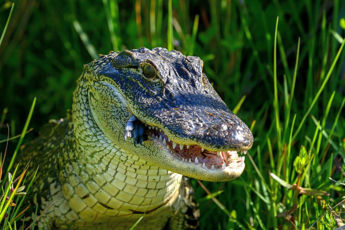 Atchafalaya Basin — Alligator photo in the swamp — American Butler